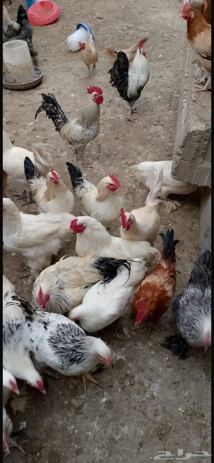 دجاج براهما كلومبي 6