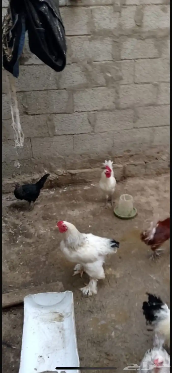 دجاج براهما كلومبي 2