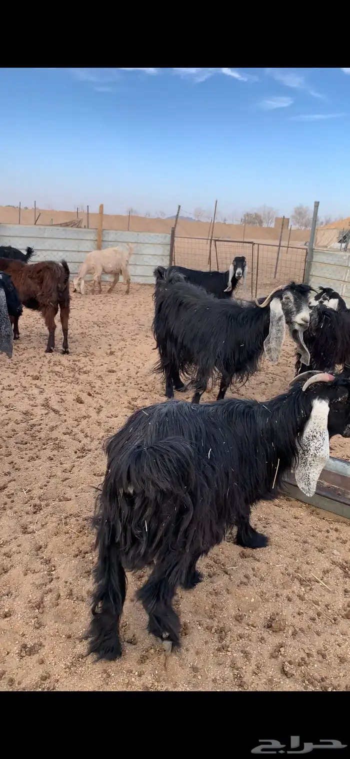 معزاء عوغرض 1