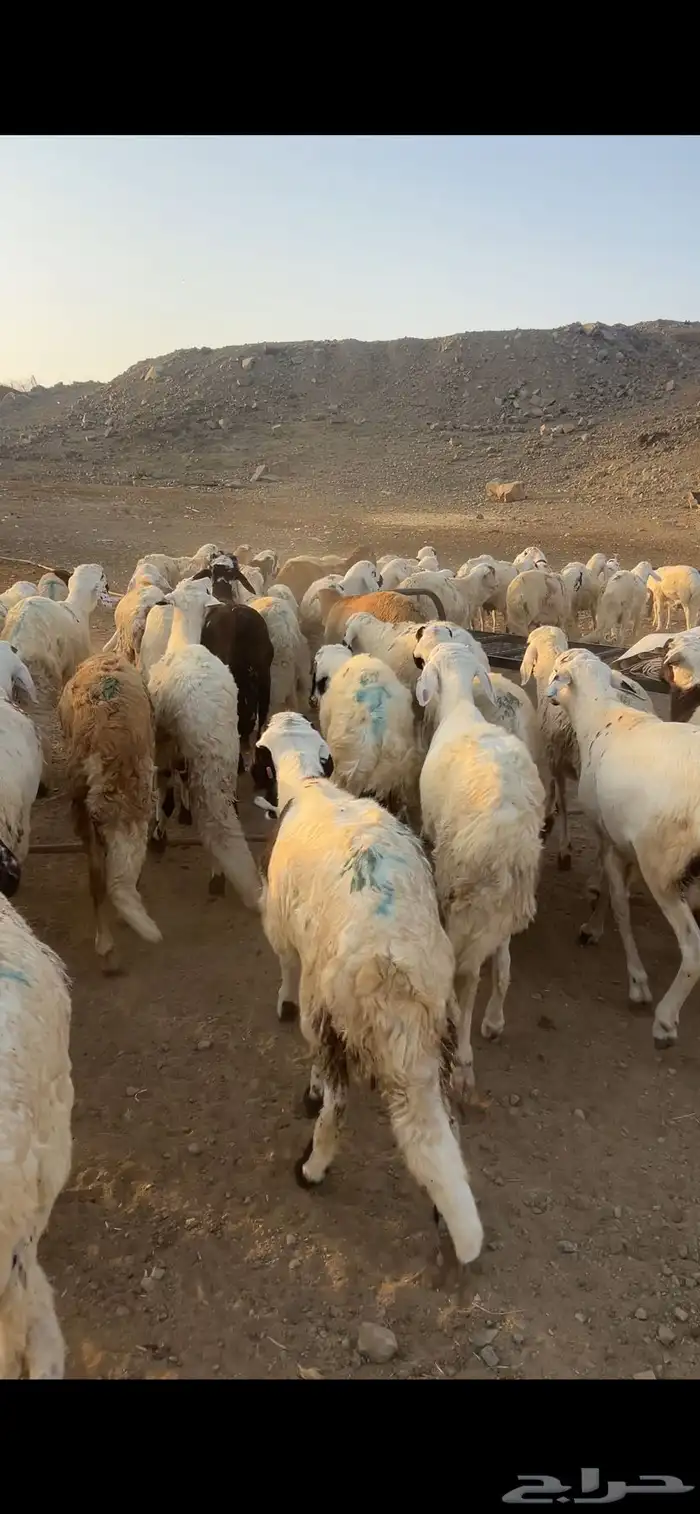 طليان سواكن أوزان ثقيله مرابي 3