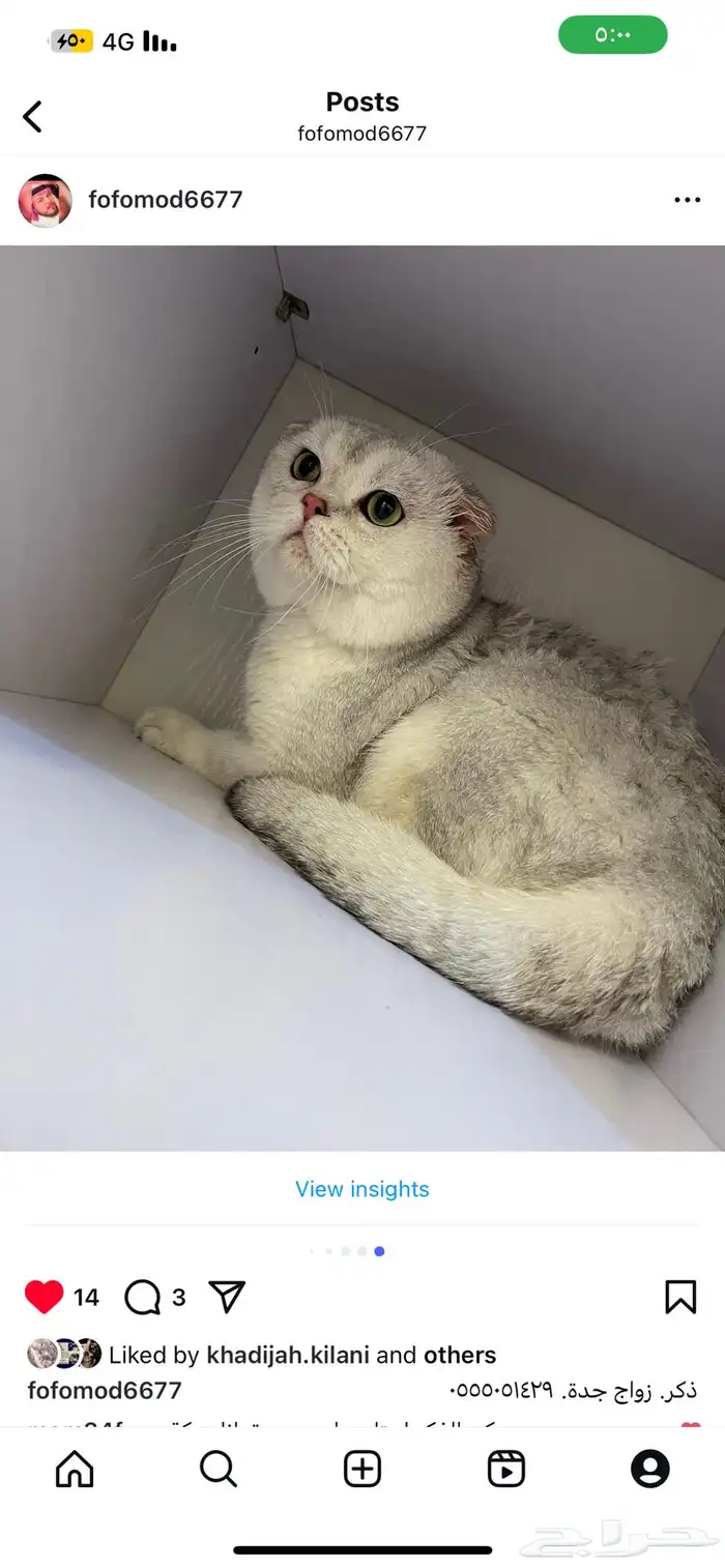 ذكر زواج. قطط 2