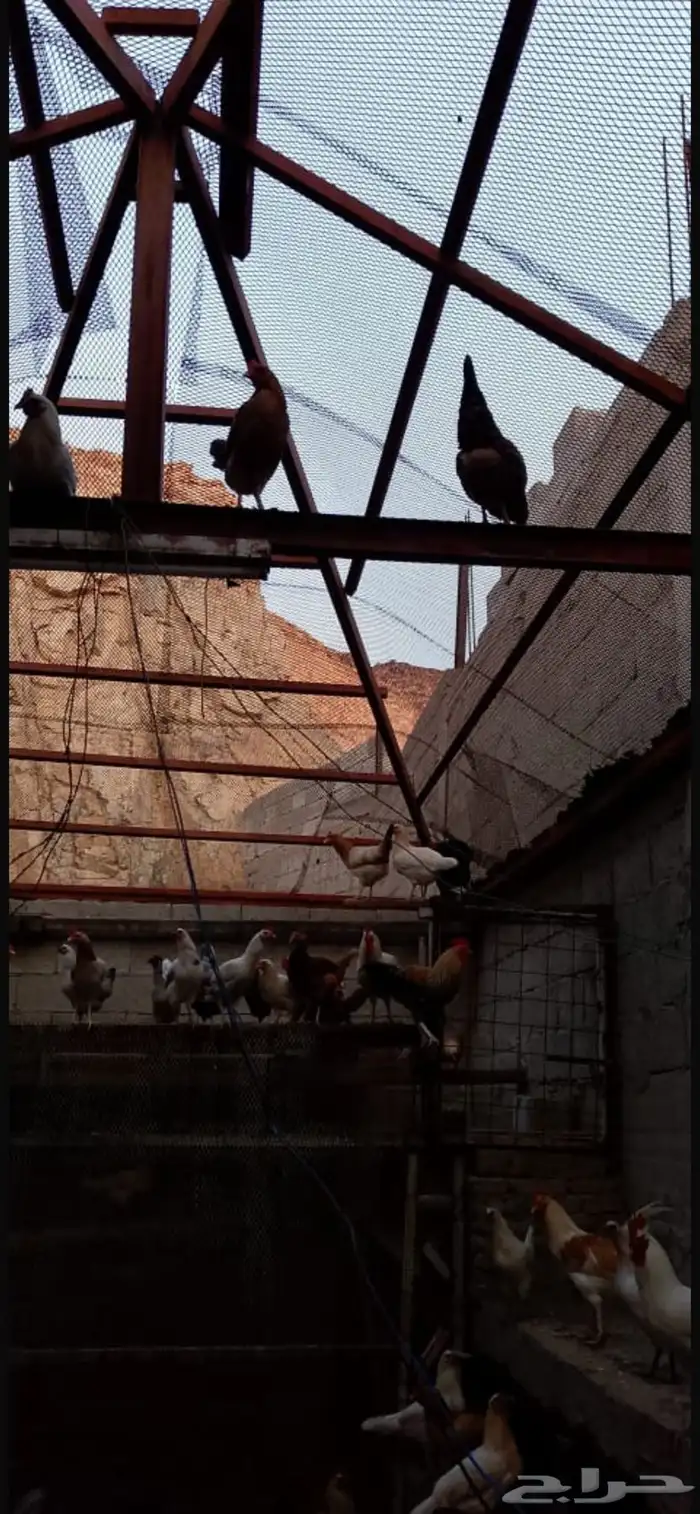 دجاج براهما كلومبي 5