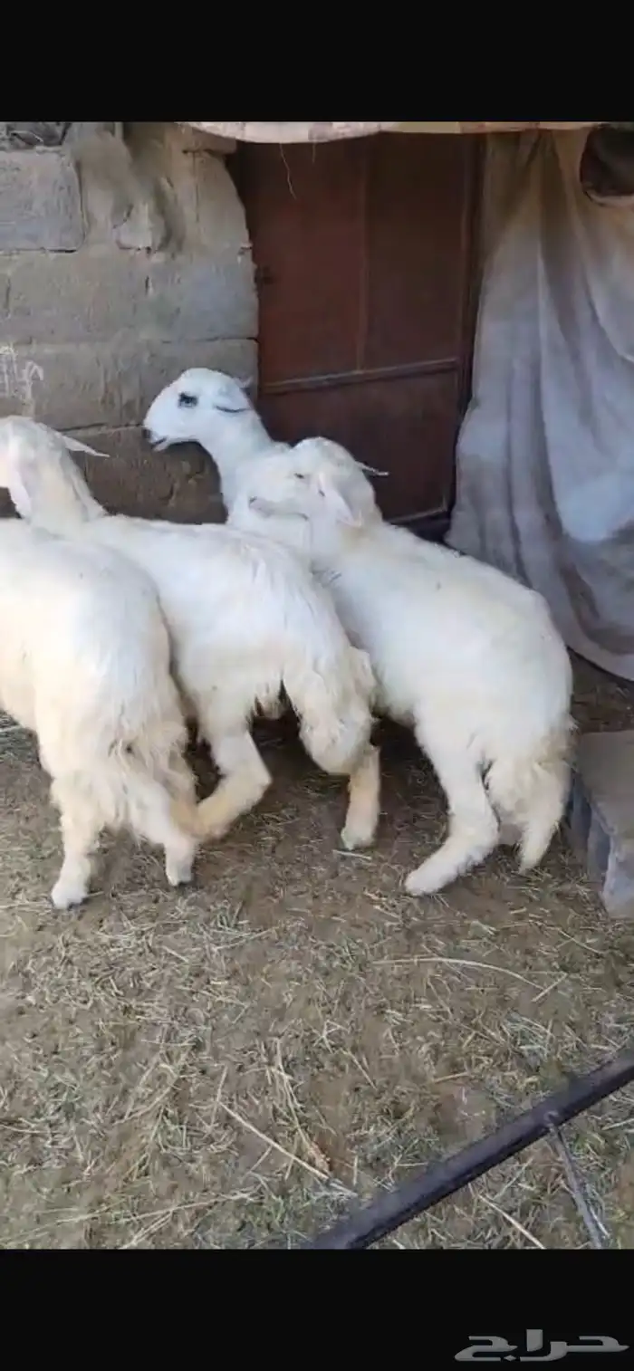 خرفان صفر للبيع 2