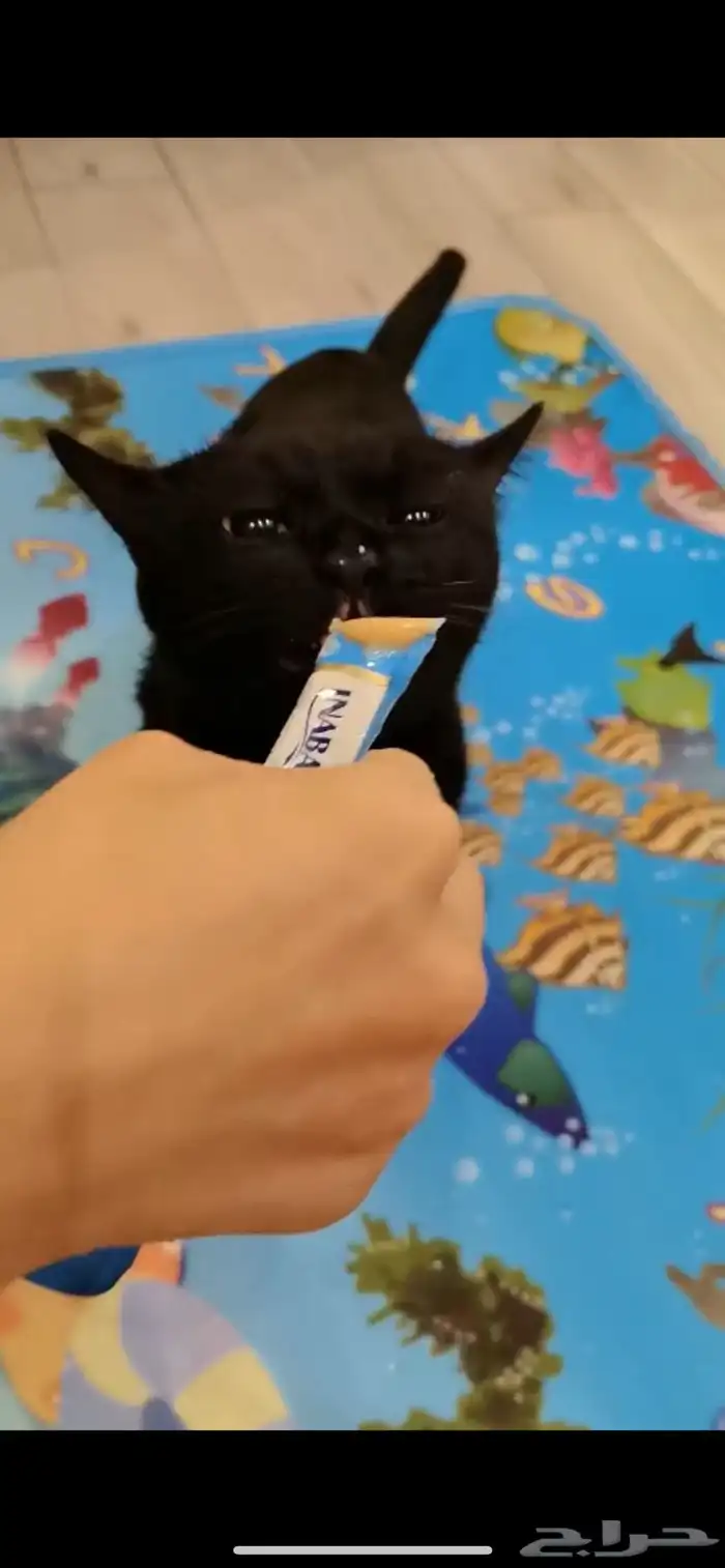 قطه ذكر للتبني 0