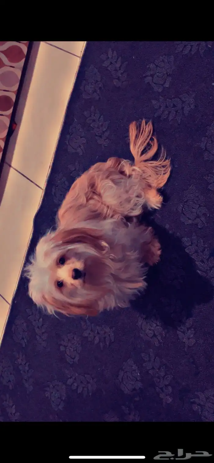 للبيع العمر 8 شهور 1