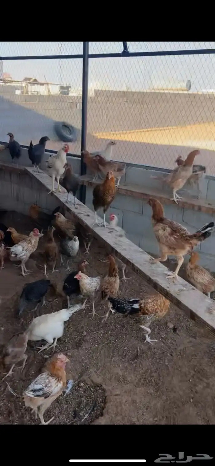 دجاج للبيع 0