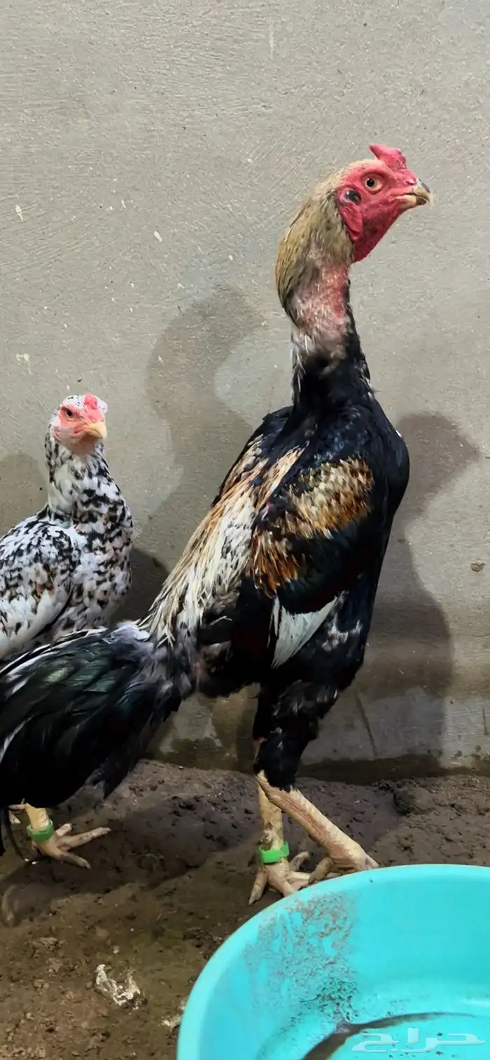 زوج شامو ياباني 0