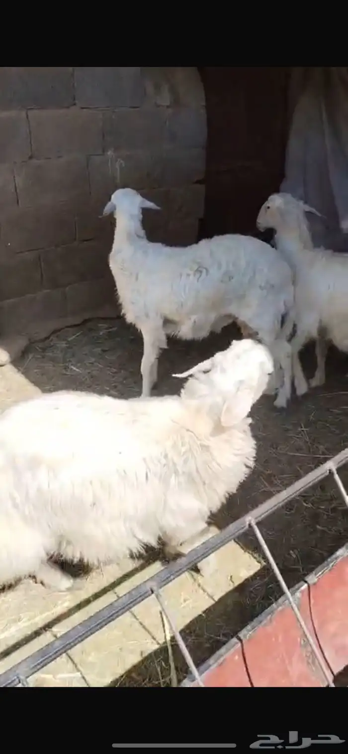 خرفان صفر للبيع 9