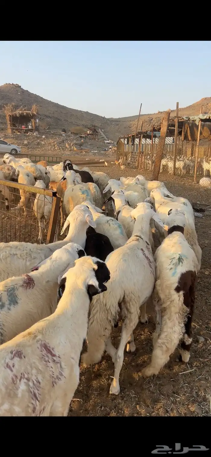 طليان سواكن أوزان ثقيله مرابي 1