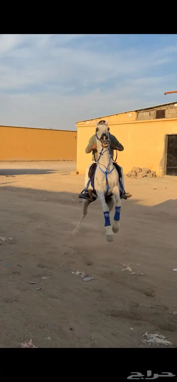 حصان للبيع 1