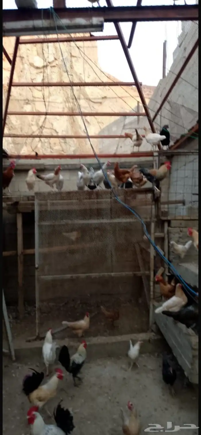 دجاج براهما كلومبي 9