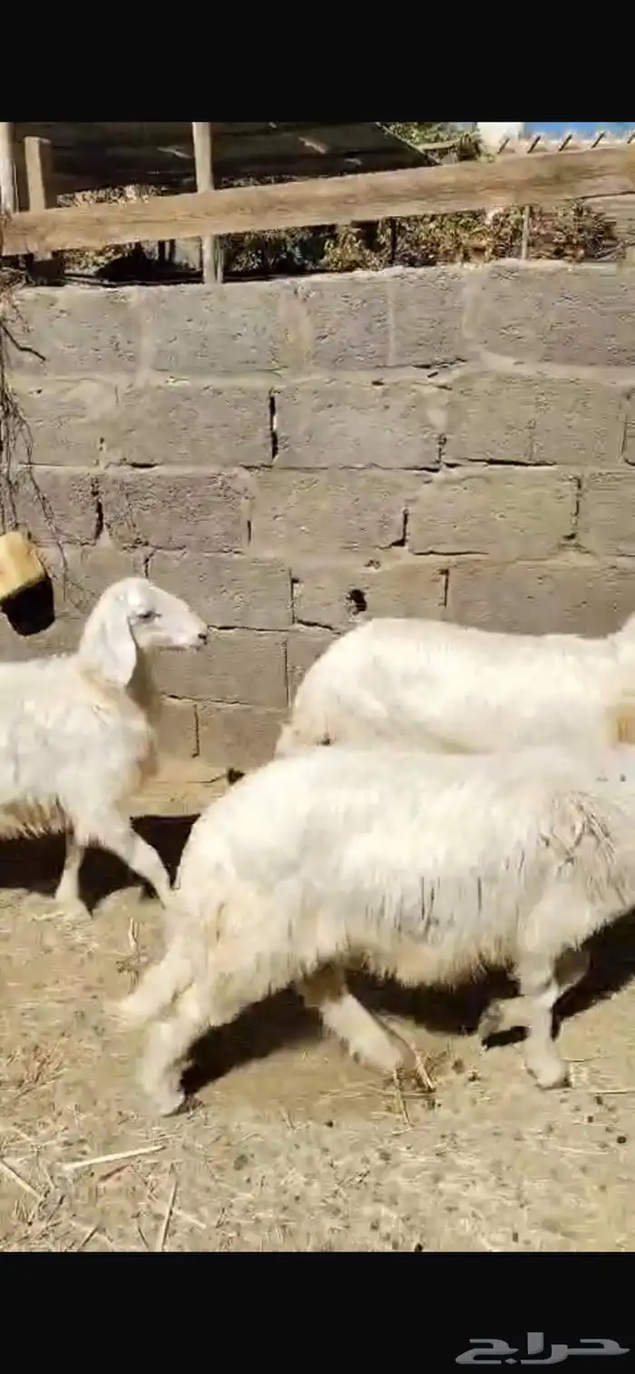 خرفان صفر للبيع 7