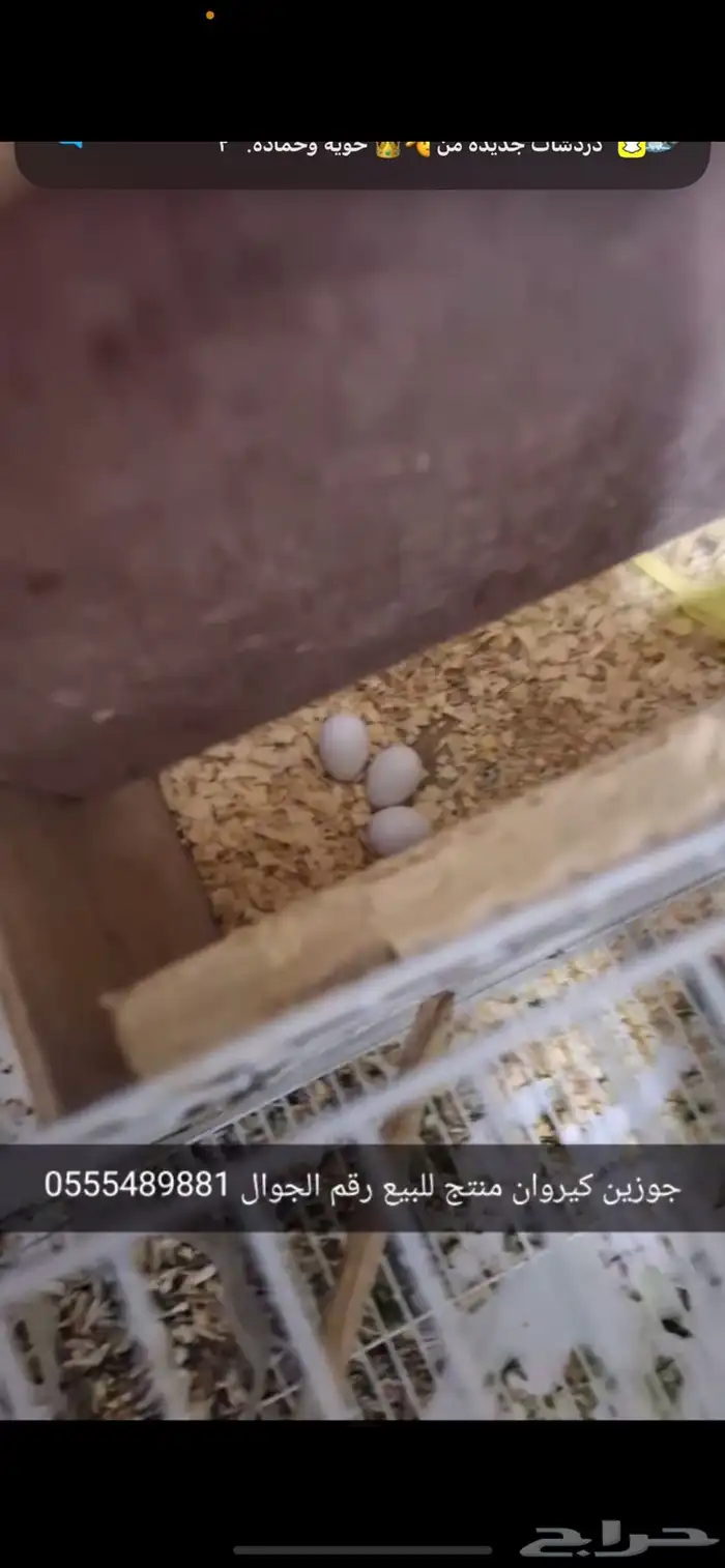 جوزين كيروان منته 1