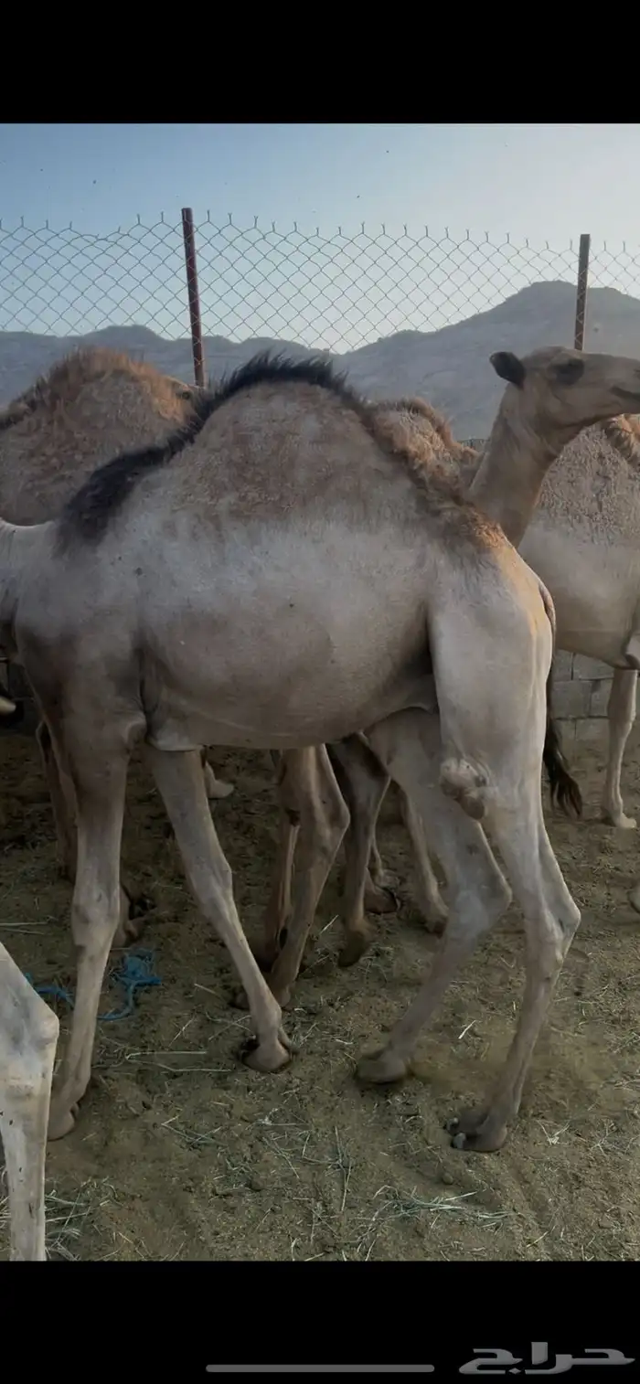 قعدان للبيع 4