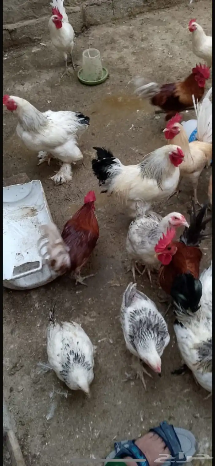 دجاج براهما كلومبي 0