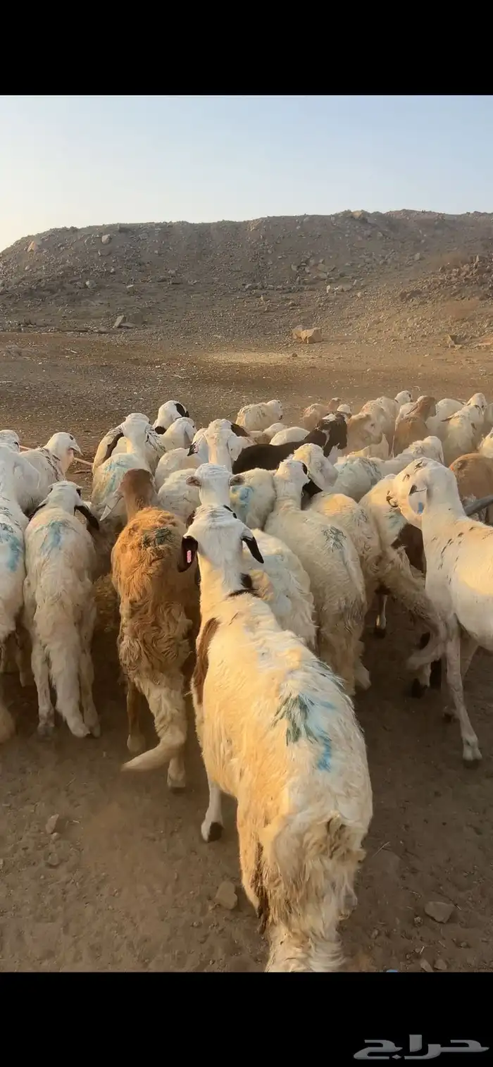 طليان سواكن أوزان ثقيله مرابي 0