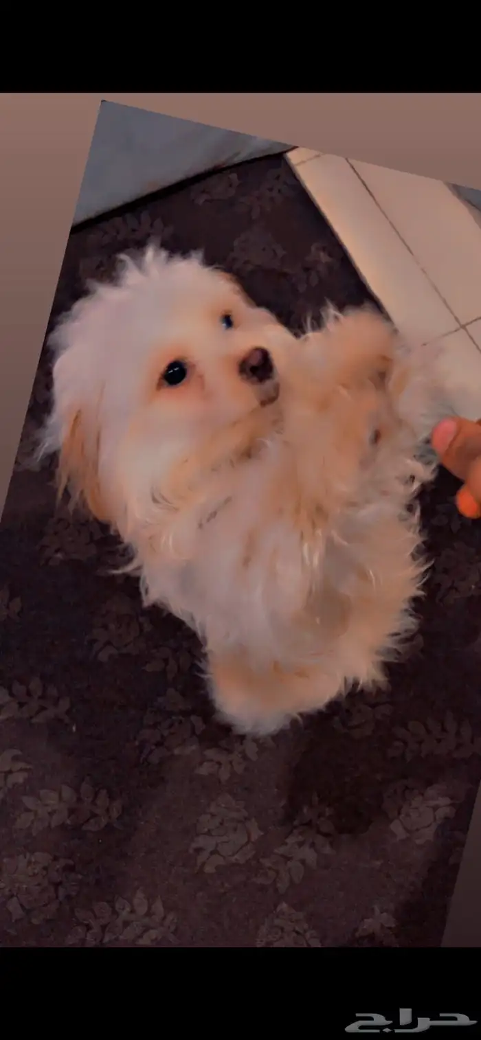 للبيع العمر 8 شهور 0