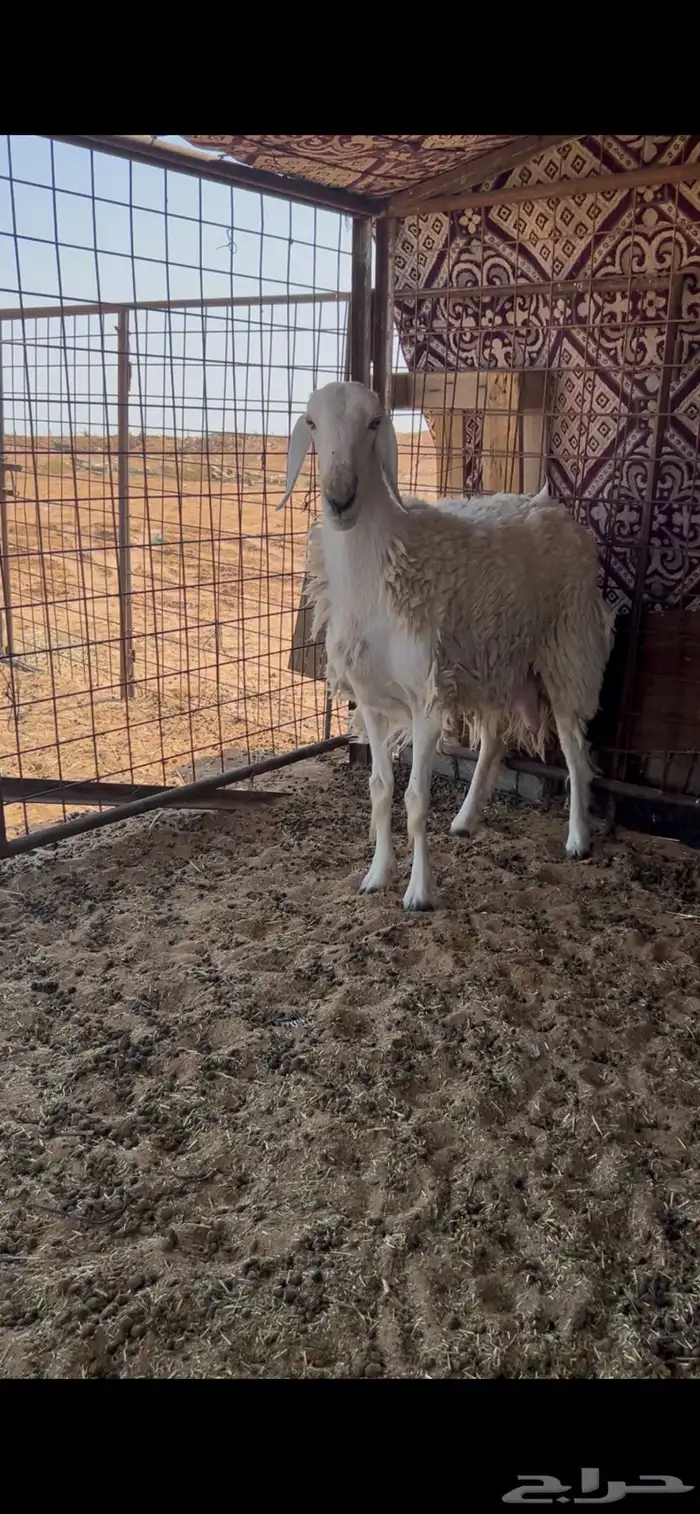 شاة حرية ثنية صنف 0