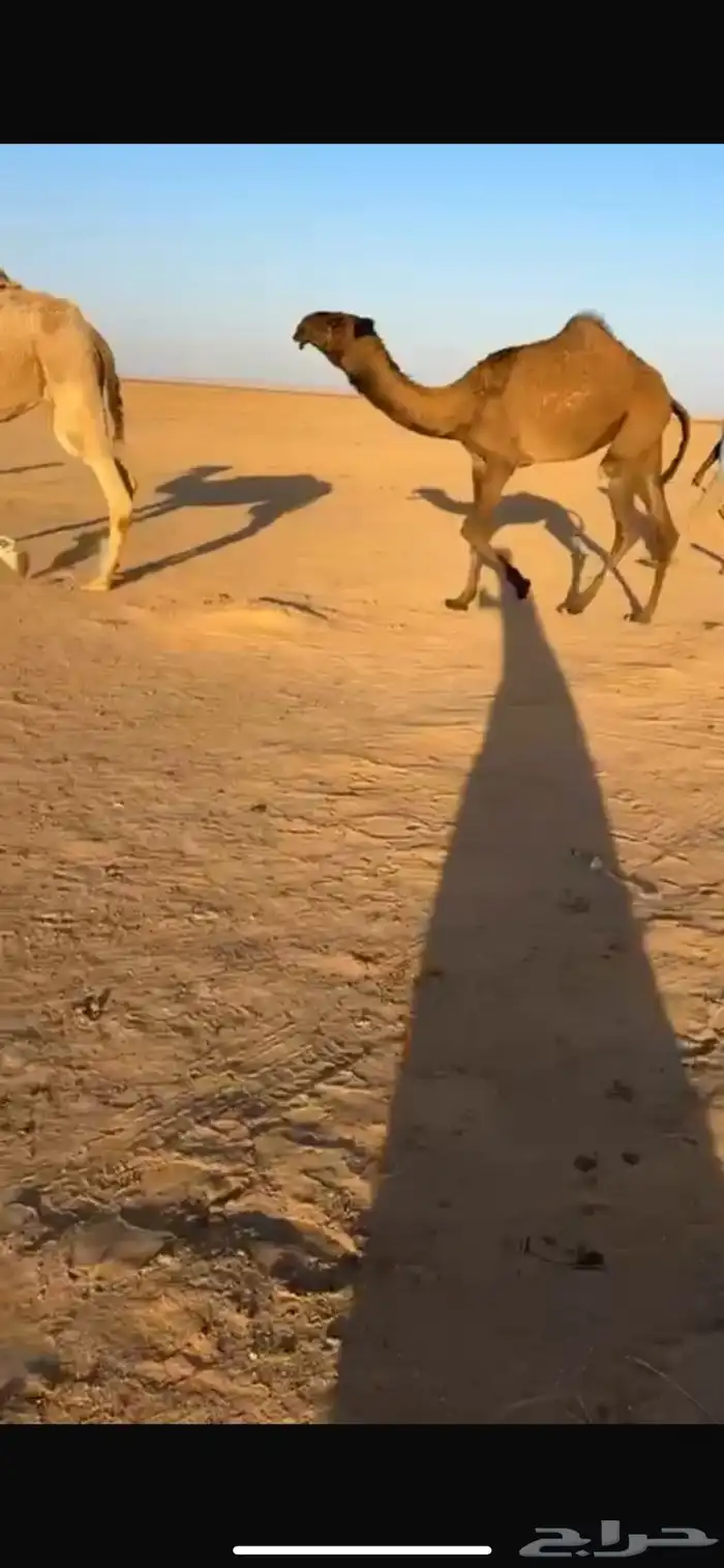 بكره صفرا دبيانيه عمرها 8شهور السوم 13 الموقع عقلة الصقور 0