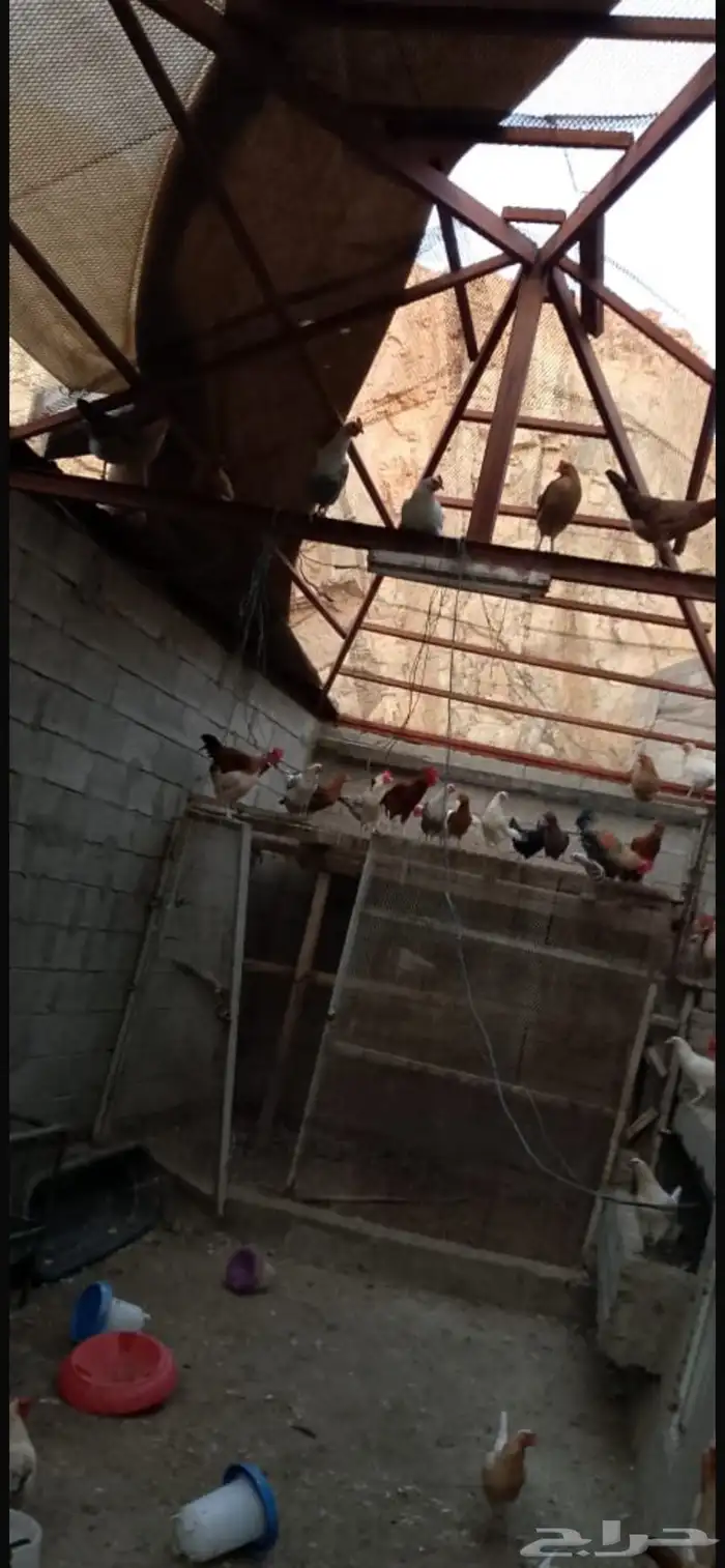 دجاج براهما كلومبي 7