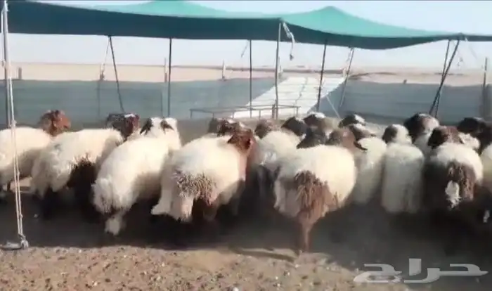 للبيع رخال نعيم جذعات فاااخره 0