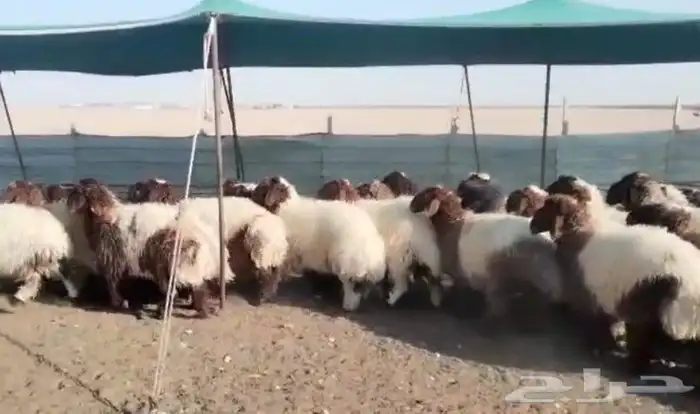 للبيع رخال نعيم جذعات فاااخره 2