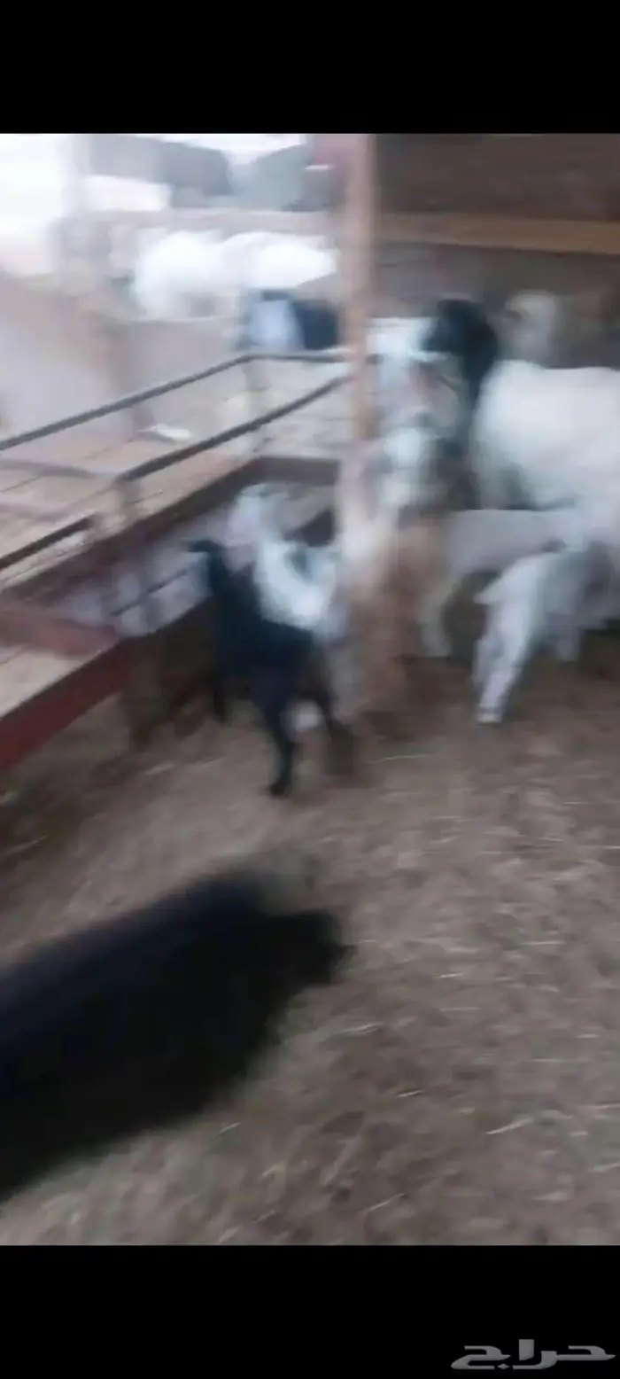 جفار قريب ولاد. ومعزا خلفات معهافحل 0