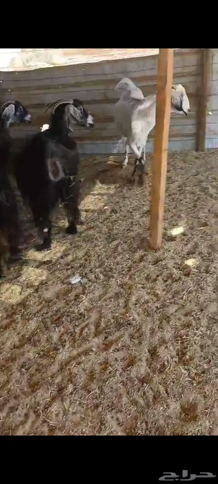 جفار قريب ولاد. ومعزا خلفات معهافحل 1