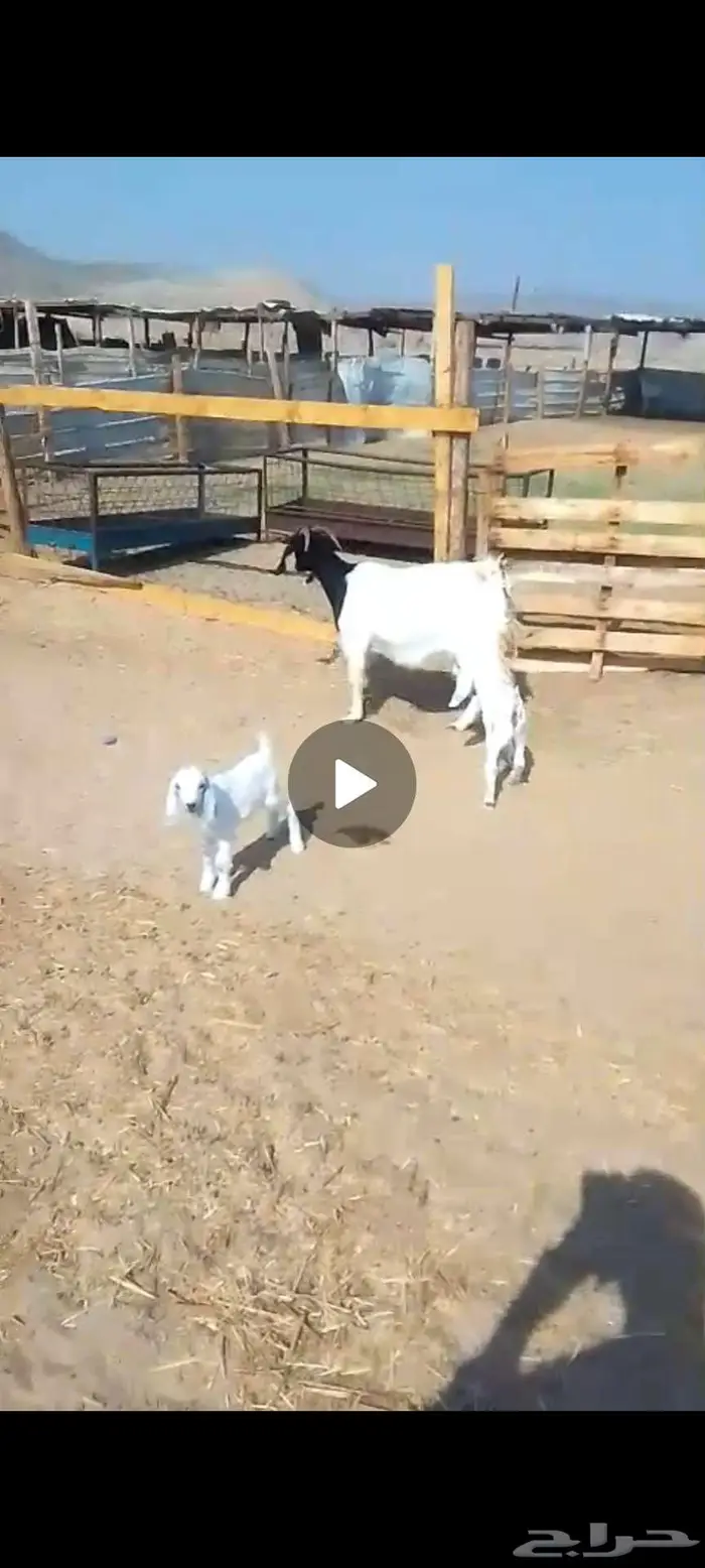 جفار قريب ولاد. ومعزا خلفات معهافحل 6