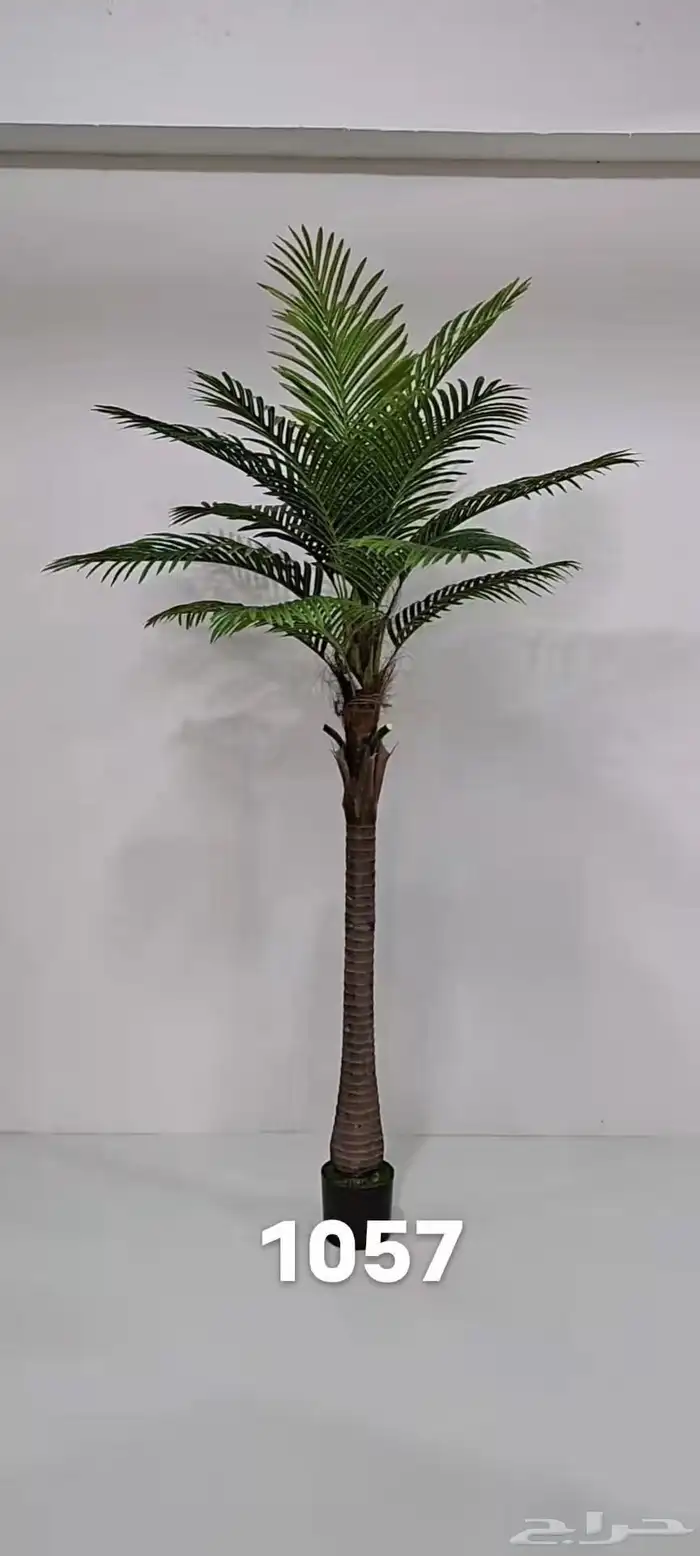 نخل واشنطنيا وشجار زينه 12