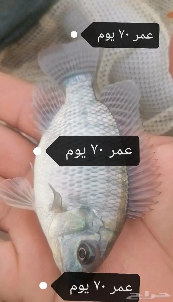 زريعة بلطي نيلي وحيد جنس ذكور الموقع القنفذه 2