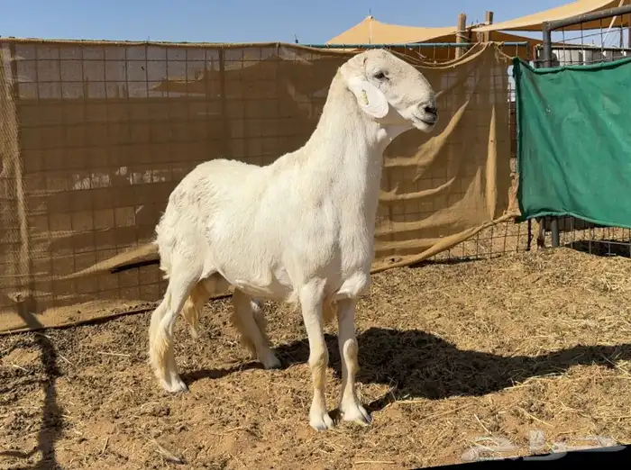 فحل حري مواصفات نادره 0