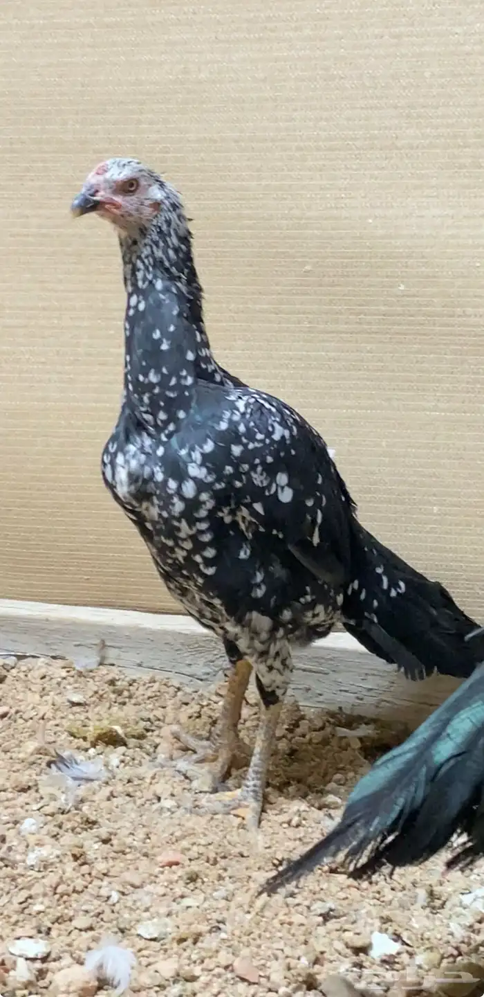دجاج باكستاني سندي نسل غبشان 2
