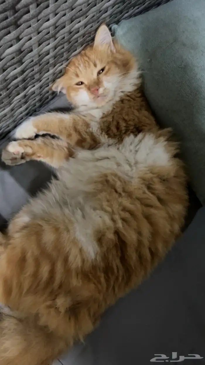 قطوه ضايعه بالفناتير 0