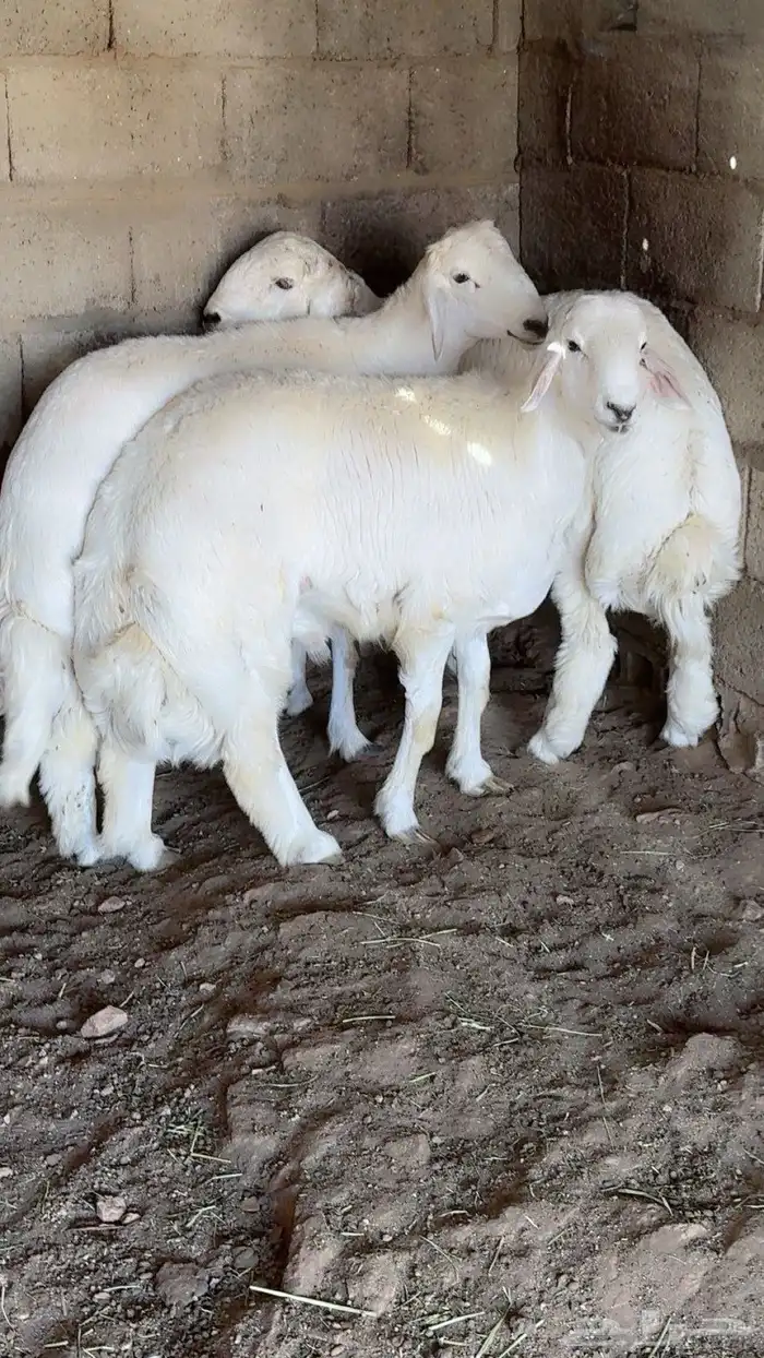 خرفان العدد 3 للمناسبات والمبادي 0