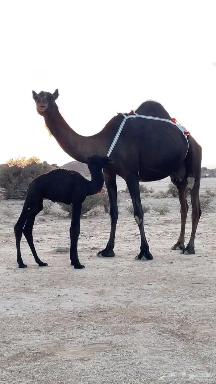 خلفه مجهم حليب وهداوه شرط 0