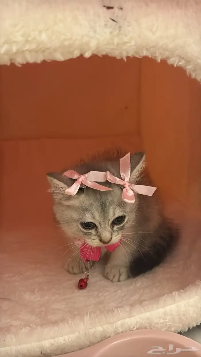 قطوه انثى مع اغراضها 1