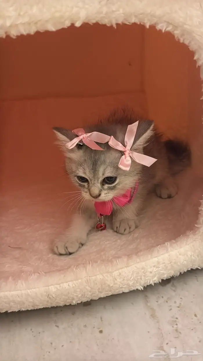 قطوه انثى مع اغراضها 2