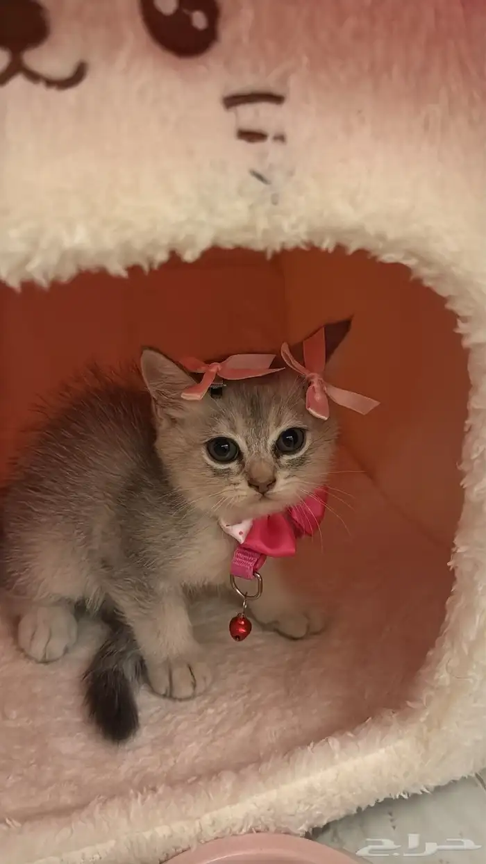 قطوه انثى مع اغراضها 0