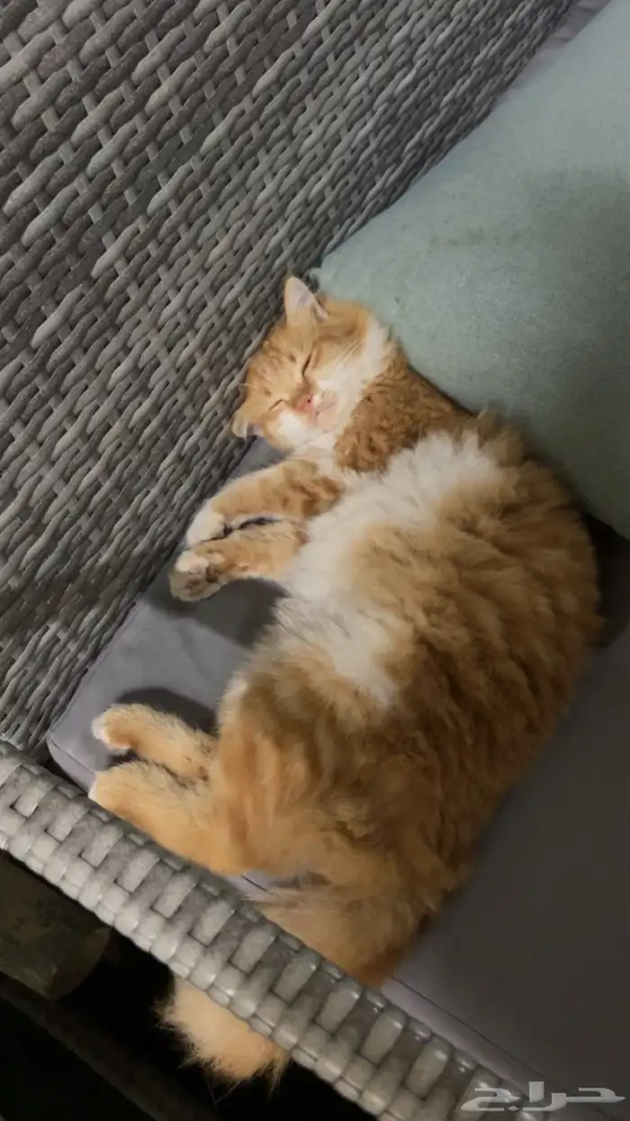 قطوه ضايعه بالفناتير 1