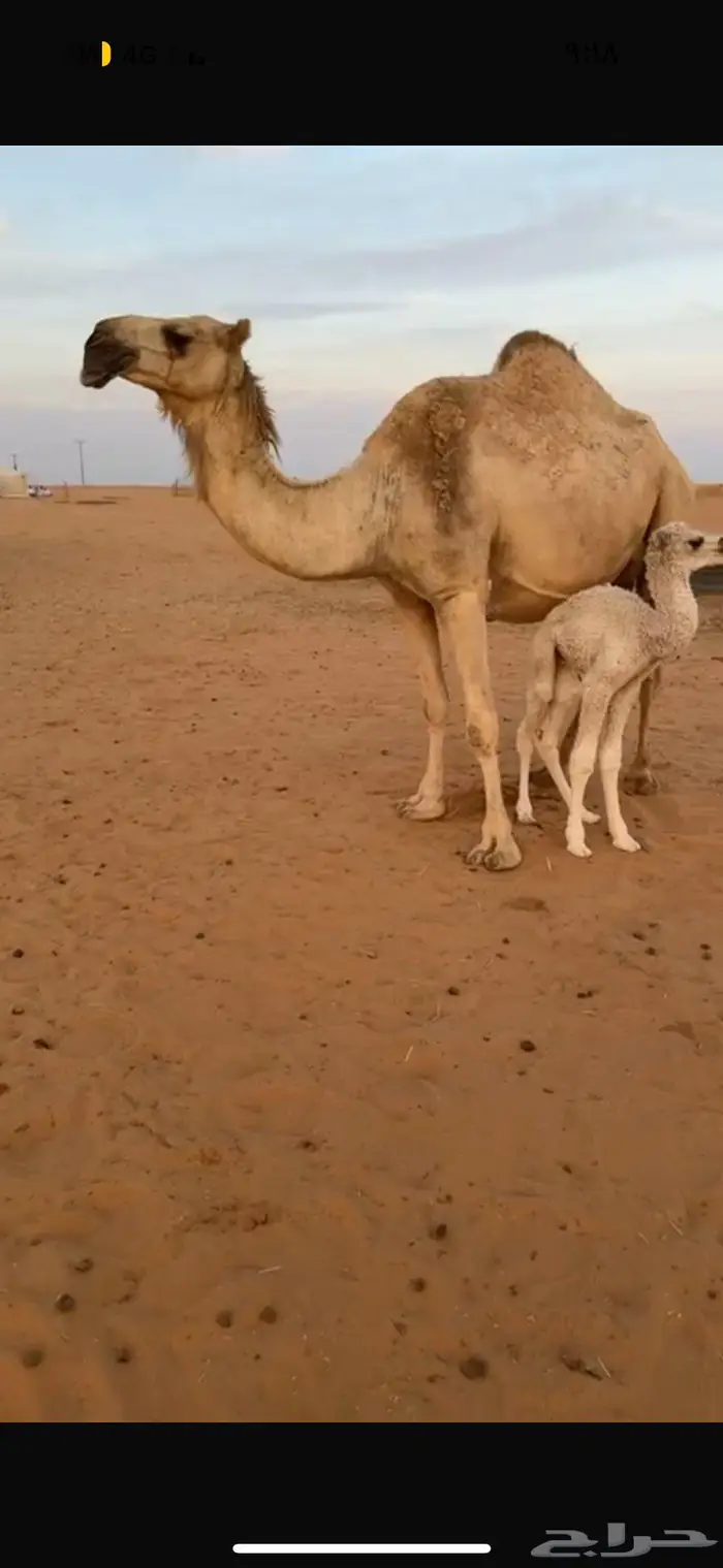 خلفه هديه سوم 13200 0