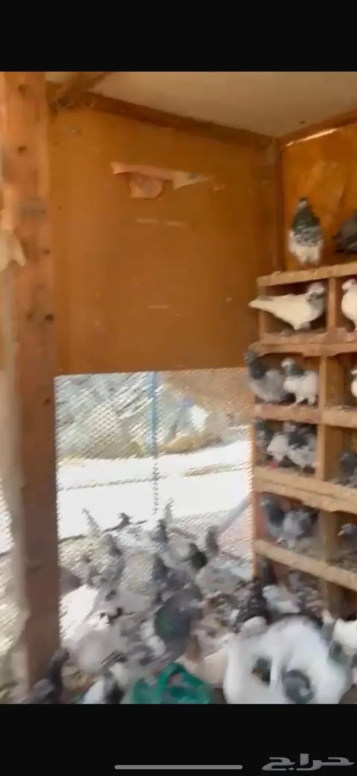 حمام زاجل و رقاص للبيع بالجمله 1