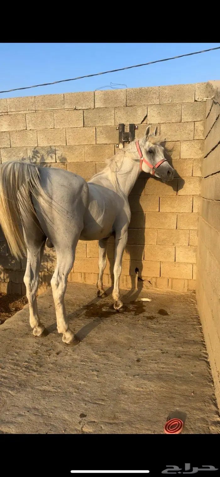 حصان واهو 0