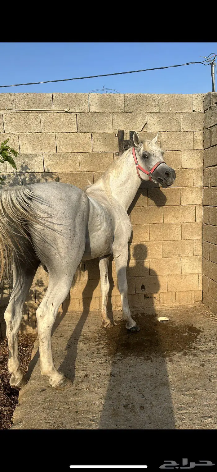 حصان واهو 3