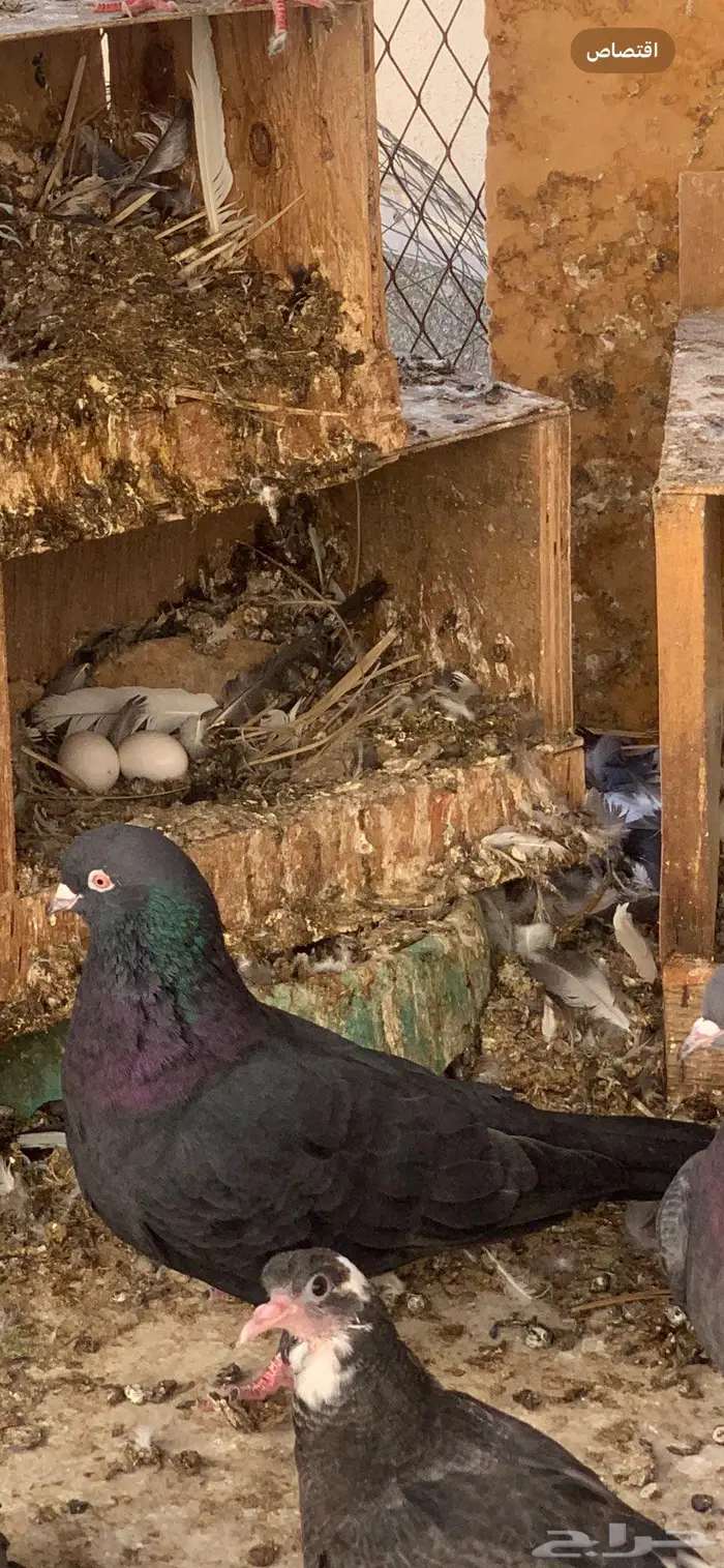 للبيع طيور لوت فحلين وأنثى 1