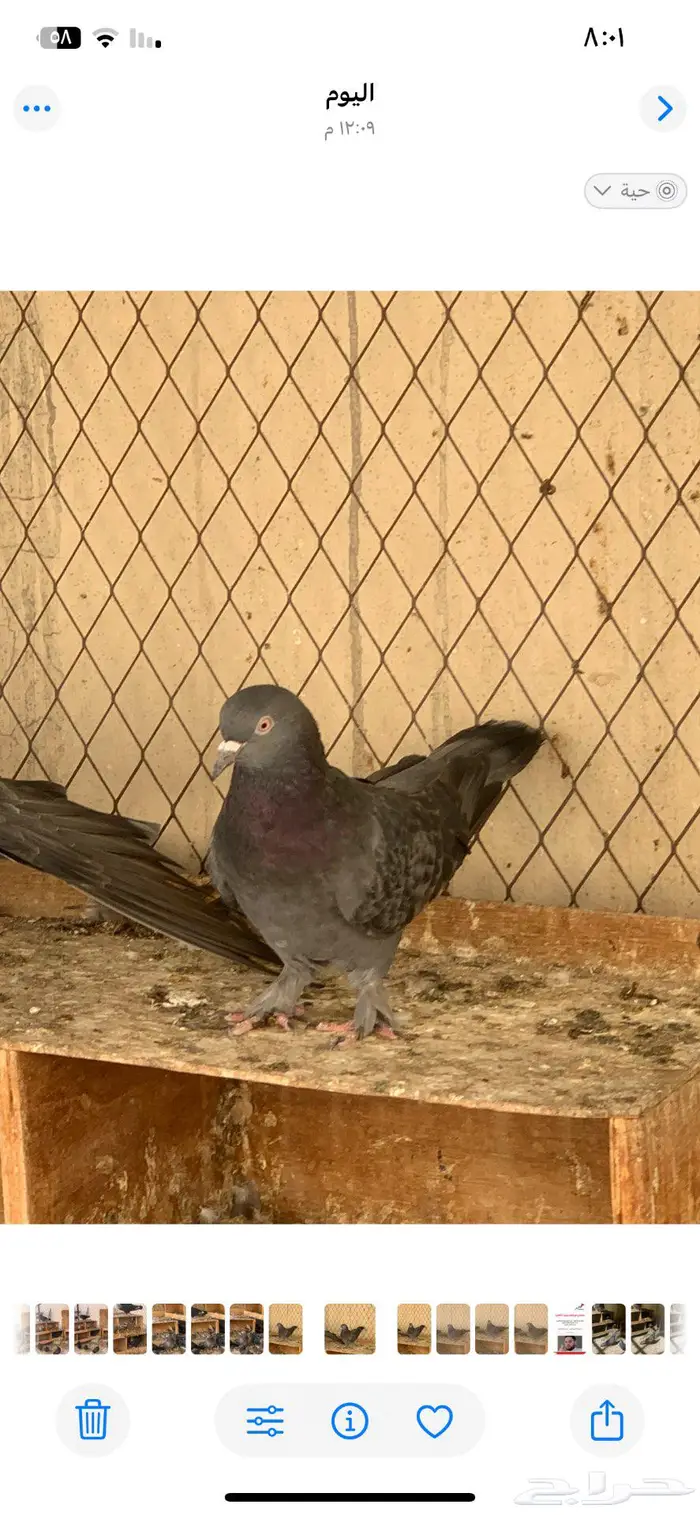 للبيع طيور لوت فحلين وأنثى 0