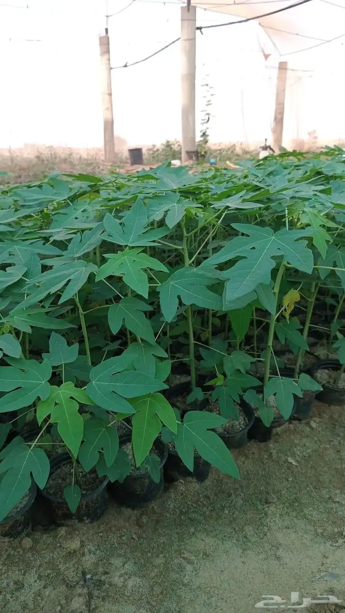 بباي ردليدي من اجود انواع البباي والسعر مناسب 0