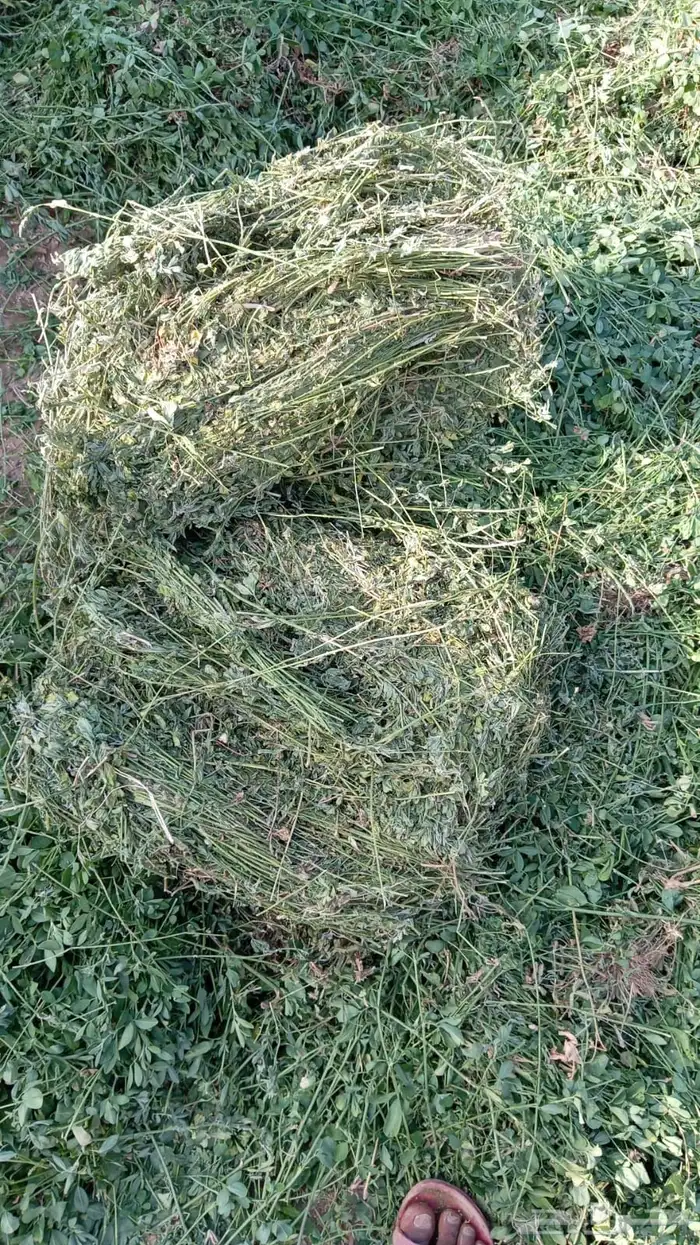 برسيم قت للهجن والغنم والخيول 4