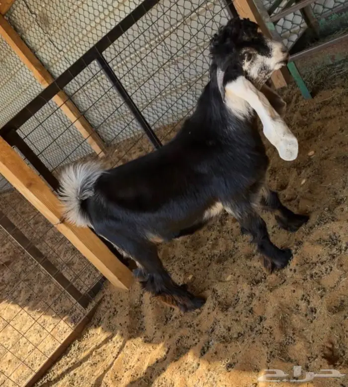 مشاريع فحول عوارض كفو صنف معرفه تعاريف قويه 4