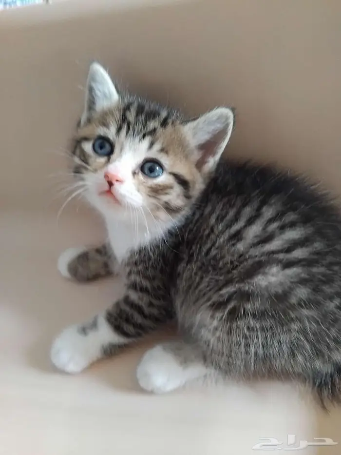 قط سكوتش ستريت شيرازي 4